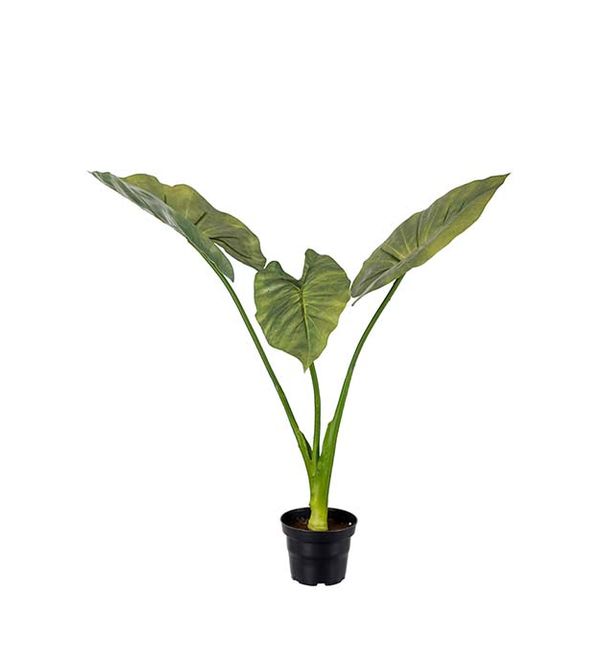 Hovedbilde Mr Plant Alocasia Potteplante