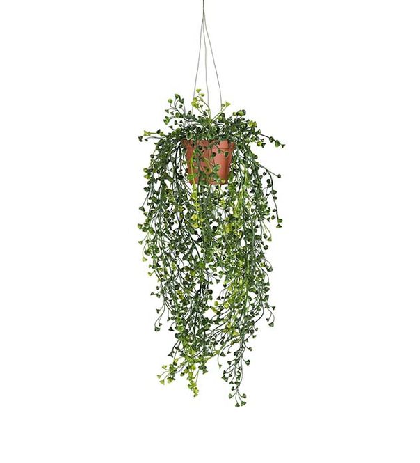 Hovedbilde Mr Plant Cucculata Potteplante 60cm