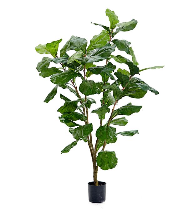 Hovedbilde Mr Plant Fiolinfiken 120cm